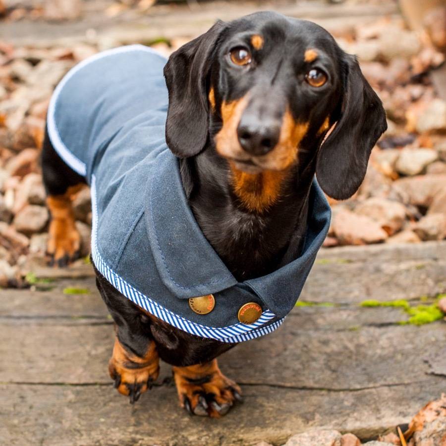 Dachshund Waterproof Dog Coat By Redhound For Dogs