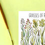 Grasses Of Britain Watercolour Postcard, thumbnail 3 of 8