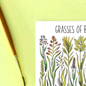 Grasses Of Britain Watercolour Postcard, 3 of 8