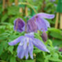 Clematis Pauline, Personalised Plant Gift, thumbnail 3 of 3