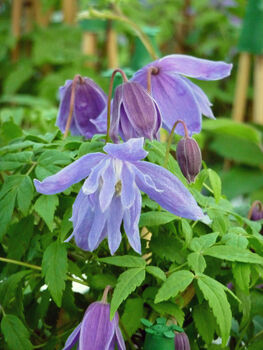 Clematis Pauline, Personalised Plant Gift, 3 of 3