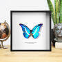 Helena Morpho Butterfly Entomology Handcrafted Frame, thumbnail 1 of 3