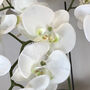 Orchid Phalaenopsis Plants In Stone Look Bowl, thumbnail 2 of 4