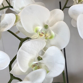 Orchid Phalaenopsis Plants In Stone Look Bowl, 2 of 4
