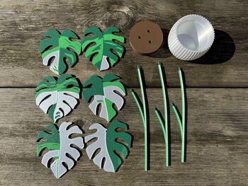 Monstera Variegata Plant With Six Leaf Coasters, 8 of 11