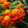 Marigold 'French Mix' 20 X Plant Pack, thumbnail 1 of 2