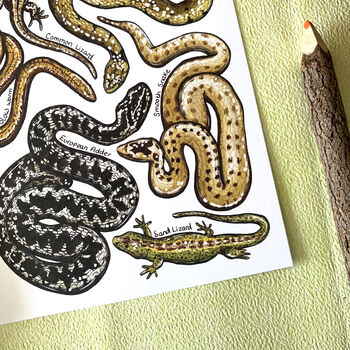 Reptiles Of Britain Watercolour Postcard, 10 of 10