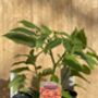 Scotch Bonnet Chilli Three X Plants In 9cm Pots, thumbnail 2 of 5
