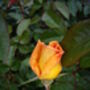 Rose Happy Birthday Plant Gift, thumbnail 2 of 2