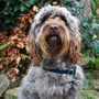 Personalised Cork Dog Harness, thumbnail 1 of 6