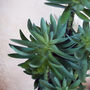 60cm Artificial Tropical Yukka Palm Potted In Planter, thumbnail 3 of 4