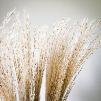 Dried Miscanthus Natural Grass 10 Stems, 5 of 6