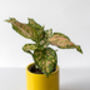 Chinese Evergreen Plant With Handmade Pot, thumbnail 1 of 6