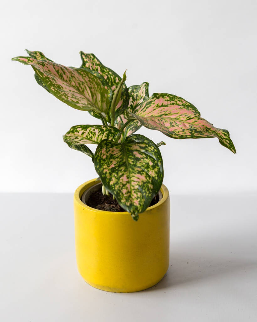 Chinese Evergreen Plant With Handmade Pot, 1 of 6