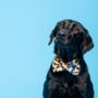 Leopard Neon Dog Bow Tie, thumbnail 6 of 12