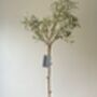 Artificial Potted Olive Tree, thumbnail 5 of 5