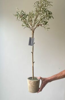 Artificial Potted Olive Tree, 5 of 5