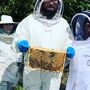 Beekeeping Experience In Rural Hertfordshire, thumbnail 4 of 4