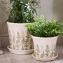 Varen Set Of Two Fern Planters With Trays, thumbnail 1 of 5