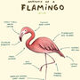 Anatomy Of A Flamingo Art Print By Sophie Corrigan, thumbnail 3 of 4