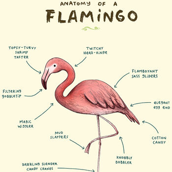 Anatomy Of A Flamingo Art Print By Sophie Corrigan, 3 of 4