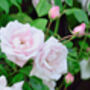 Climbing Rose 'New Dawn' Plant In 5 L Pot, thumbnail 4 of 5
