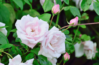 Climbing Rose 'New Dawn' Plant In 5 L Pot, 4 of 5