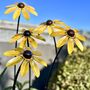 Set Of Five Rudbeckia Flower Sculptures, thumbnail 5 of 7