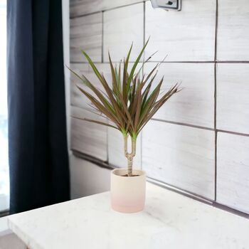 Dracaena Marginata Dragon Tree – 12cm Indoor Plant, 8 of 8
