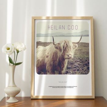 Scottish Banter Print Highland Cow, 2 of 4