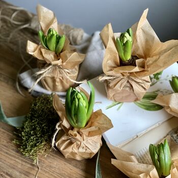 Wax Papered Fresh Hyacinth Bulbs, 6 of 10