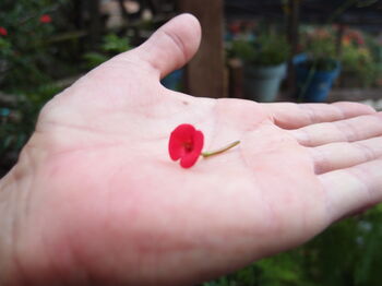 Sterling Silver Poppy Cufflinks. Handmade With Real Flowers, 6 of 8