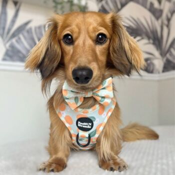Adjustable Dog Harness | Oranges And Blossoms, 4 of 5