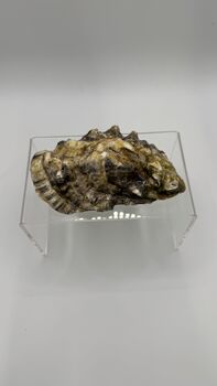 Bee Oyster Shell Trinket Dish, 4 of 5