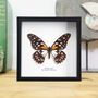 Regal Swallowtail Handcrafted Frame, thumbnail 1 of 3