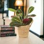 Maranta Leuconeura Prayer Plant – 12cm Tricolour Pot, thumbnail 6 of 7
