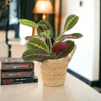 Maranta Leuconeura Prayer Plant – 12cm Tricolour Pot, 6 of 7