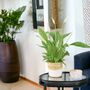 Peace Lily Plant In 12cm Pot – Elegant Indoor Flower, thumbnail 5 of 6
