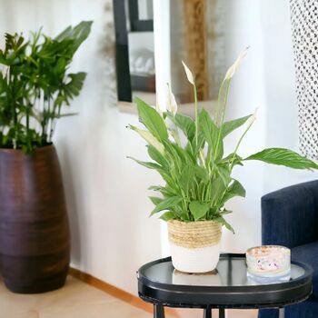 Peace Lily Plant In 12cm Pot – Elegant Indoor Flower, 5 of 6