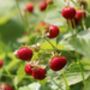 Strawberry 'Alexandria' Seeds, thumbnail 3 of 4