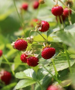 Strawberry 'Alexandria' Seeds, 3 of 4