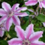 Clematis Nelly Moser, Plant Gift Idea, thumbnail 2 of 2