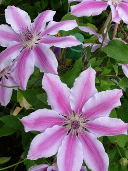 Clematis Nelly Moser, Plant Gift Idea, 2 of 2