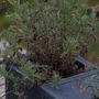 Charcoal Concrete Planter With Bee Hotel Beepot, thumbnail 7 of 11