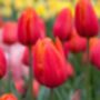 Tulip Orange Cassini – 15 Bright Orange Tulip Bulbs, thumbnail 1 of 4