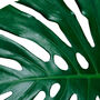 Set Of Three Monstera Leaves Botanical Prints, thumbnail 6 of 6