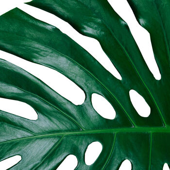 Set Of Three Monstera Leaves Botanical Prints, 6 of 6