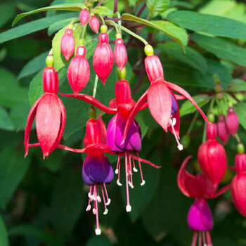 Fuchsia 'Lady Boothby' One Litre Pot, 5 of 6