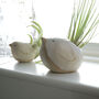Bird Air Plant Holder In Off White, thumbnail 3 of 12