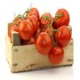 Tomato Plants 'Moneymaker' Six Plug Plant Pack, thumbnail 2 of 7